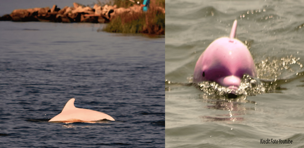 Ikan lumba-lumba luar biasa, Pinky lahirkan anak pink yang cantik