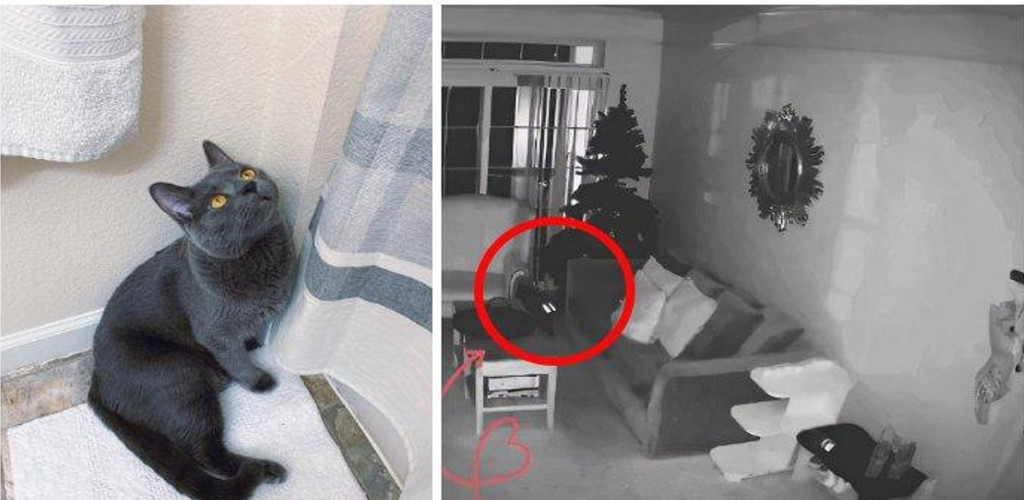 Wanita ini nekad tidak tinggalkan kucingnya sendirian selepas lihat apa terjadi di CCTV