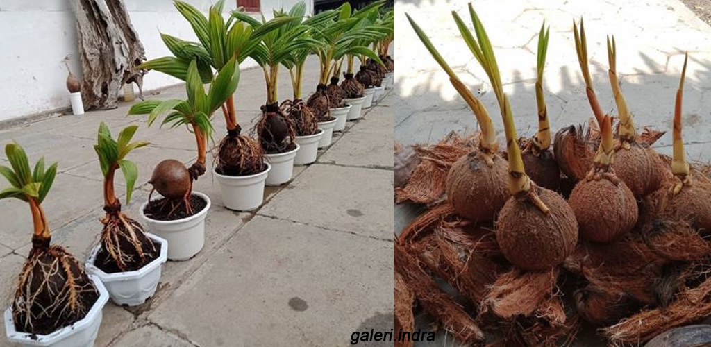 Bongsai kelapa kini viral, cecah harga RM350 sepokok