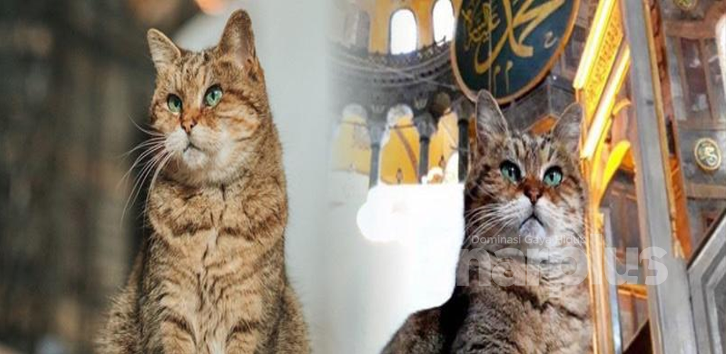 'Penjaga' Hagia Sophia dalam kenangan, 8 fakta mengenai Gli tentang kisah hidupnya