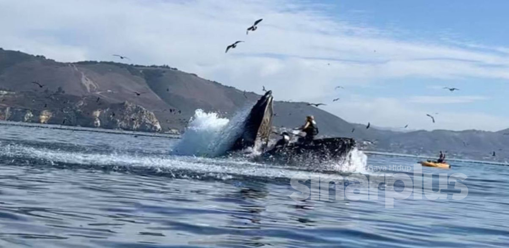 [VIDEO] Hampir ‘ditelan’ ikan paus ketika berkayak, awas penggemar aktiviti sukan laut!