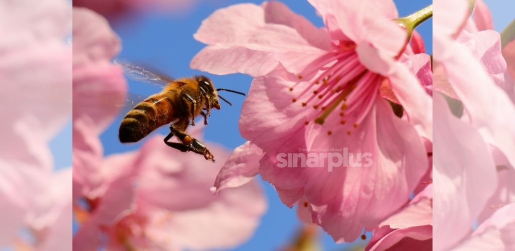 Gambar bunga sakura, lokomotif wap angkat Safuan juarai pertandingan fotografi berprestij dunia
