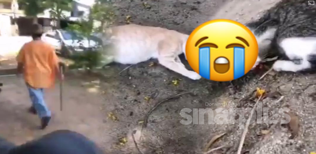 [VIDEO] Wanita warga emas pukul kucing bunting hingga mati