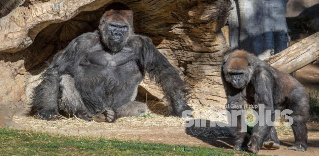 2 ekor Gorila positif Covid-19 disyaki berjangkit dengan kakitangan zoo tidak bergejala