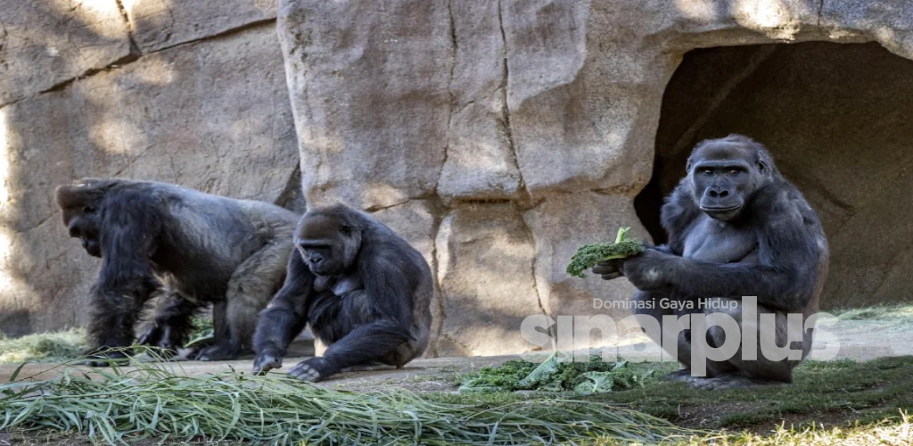 DUA ekor gorilla yang tinggal di Taman Safari Zoo San Diego di California, Amerika Syarikat (AS) merupakan haiwan pertama spesis tersebut yang dilaporkan positif Covid-19 seperti yang dilaporkan oleh Agensi Berita Xinhua.