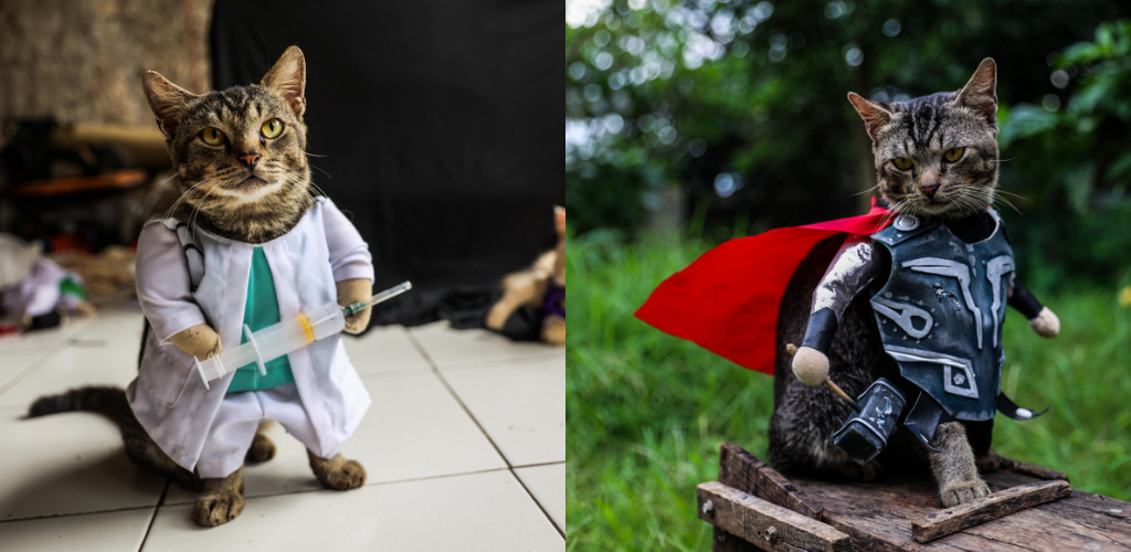 cosplay cat