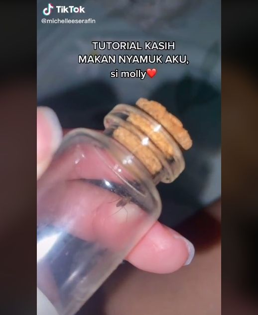 Gadis bela nyamuk sebagai haiwan peliharaan, ini cara Molly makan