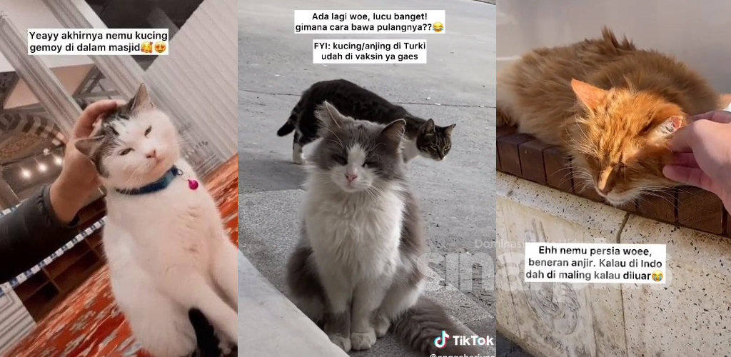 [VIDEO]Pemuda ke Turki semata-mata mencari kucing liar, terkejut apa yang terjadi