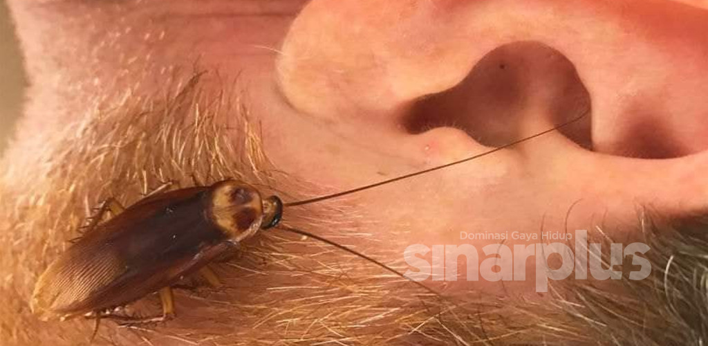 Jangan panik jika serangga masuk telinga, guna cara ini