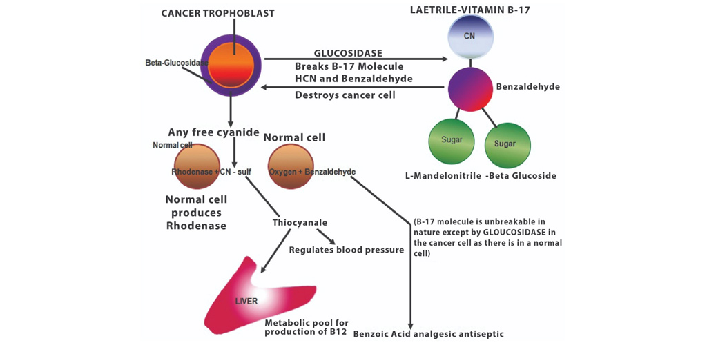 Kepentingan Vitamin B17 Laetrile untuk pesakit kanser dan penyakit metabolik