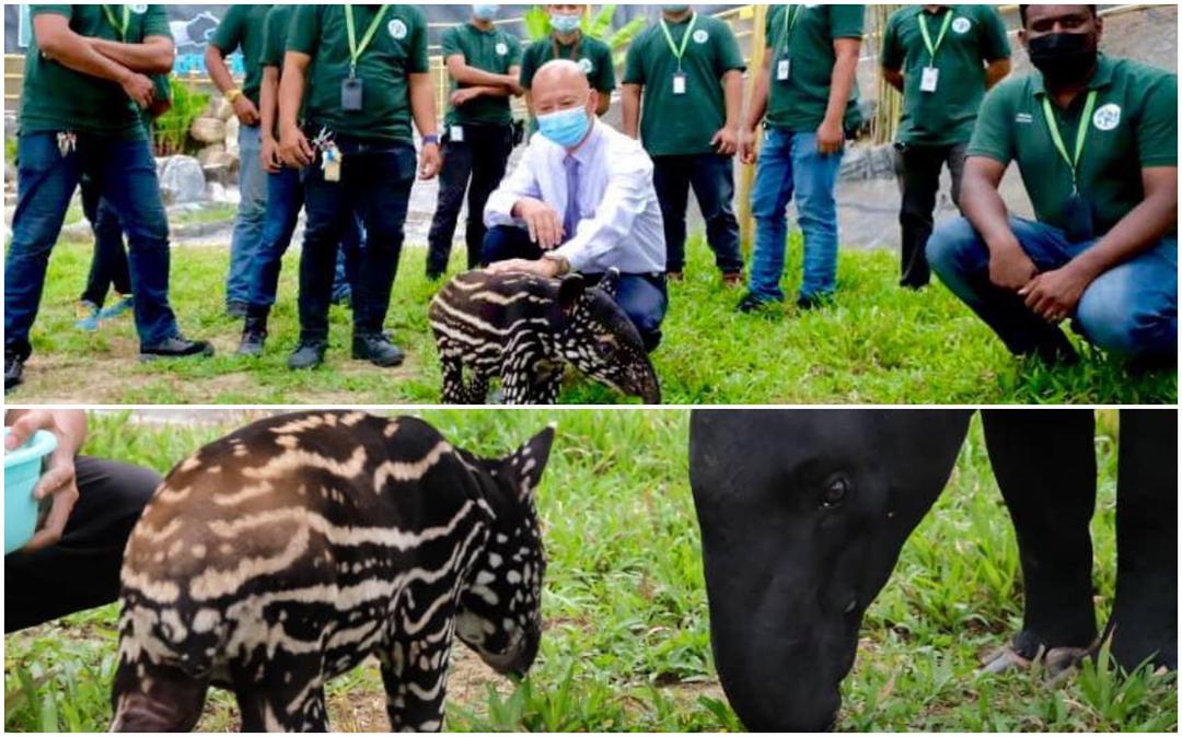 Peluang menang wang tunai RM10,000 hanya beri nama anak tapir