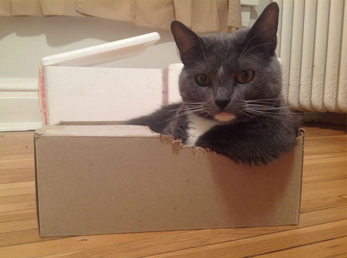 Kucing sangat gemar dengan kotak, ini sebabnya