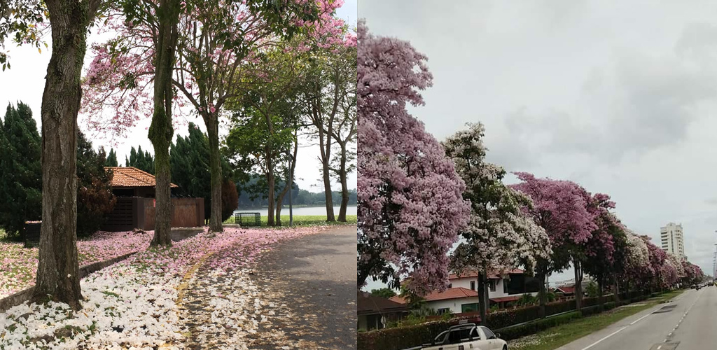 'Musim Sakura' di Gombak bagai di Jepun, Korea Selatan