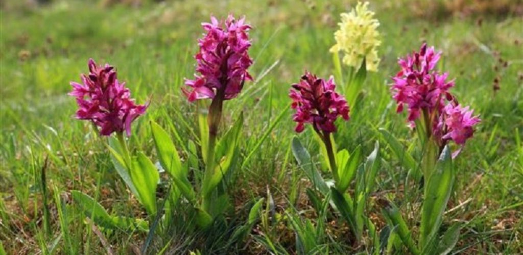 5 jenis bunga terkenal di Turki. Cantik, tapi hati-hati ada yang beracun