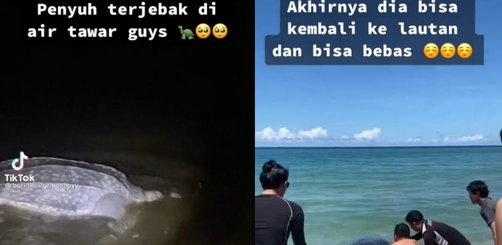 [VIDEO] Penyu belimbing sesat di air tawar, penduduk prihatin sanggup pindahkan ke laut