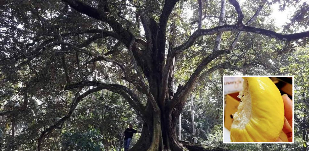 Pokok durian gergasi 62 tahun di Taiping, tarik perhatian netizen