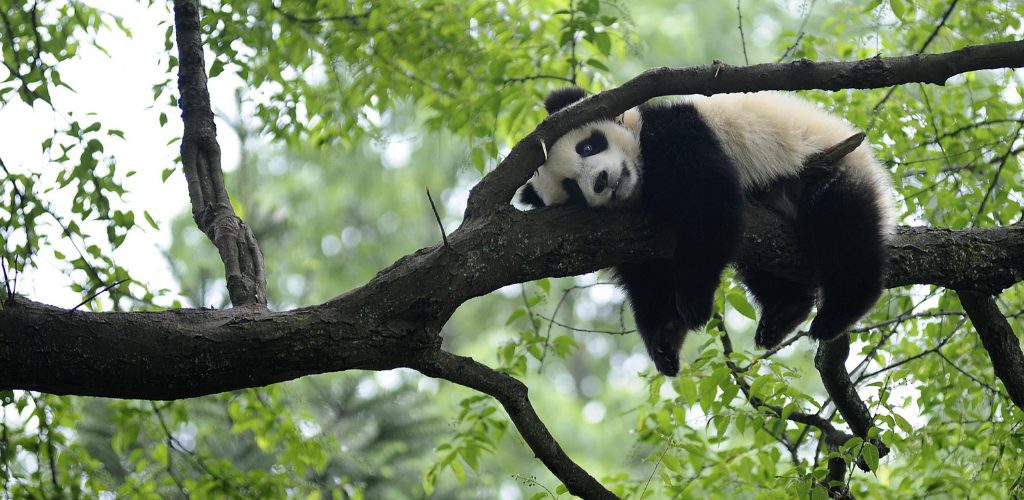 Panda bukan lagi spesies terancam, populasi terkini melebihi 18,000