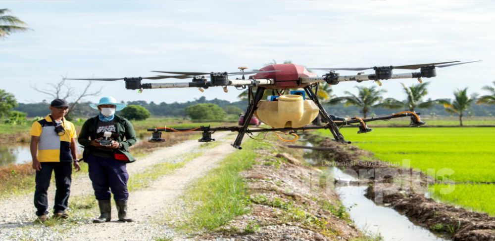 Pesawah muda guna dron raih pendapatan lumayan
