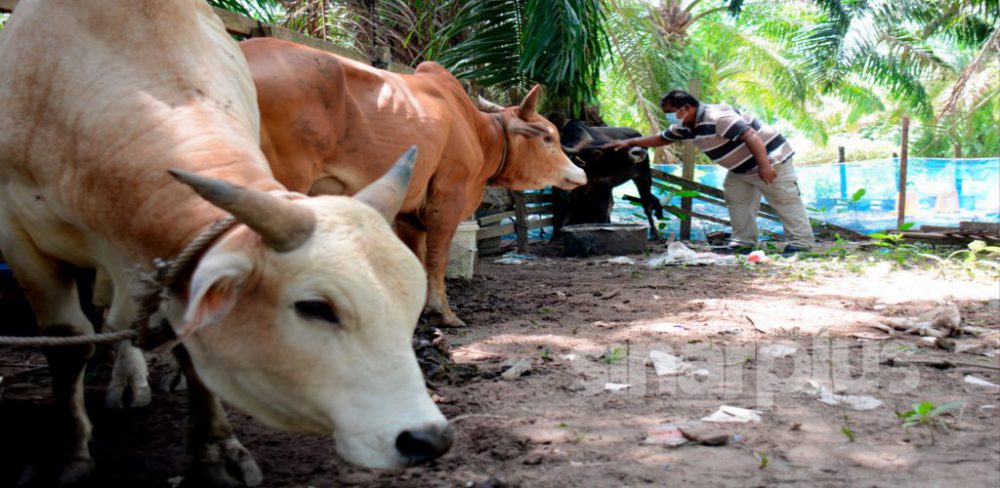 Aidiladha: Penyembelih lembu korban sedia patuhi SOP