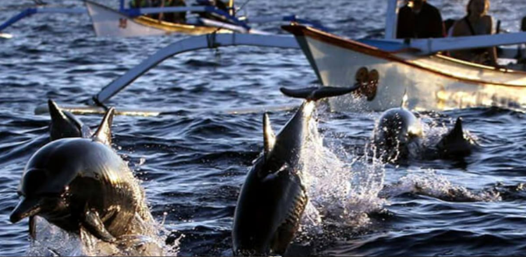 Ikan lumba-lumba muncul di Port Dickson curi tumpuan ramai