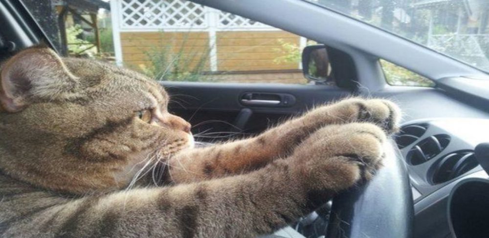 Sebelum rancang untuk bawa si bulus naik kereta, ikut 7 tip mudah ni