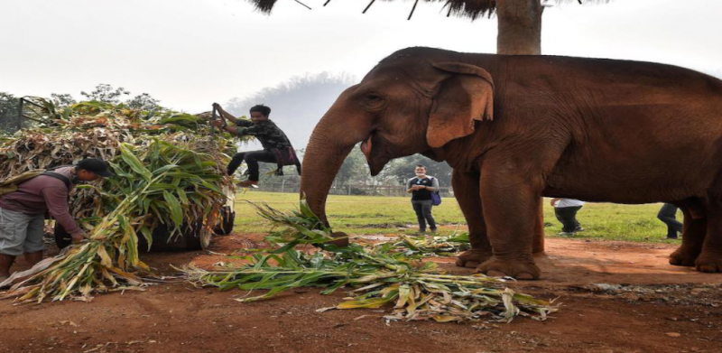Covid-19: Puluha gajah di Thailand kini bebas