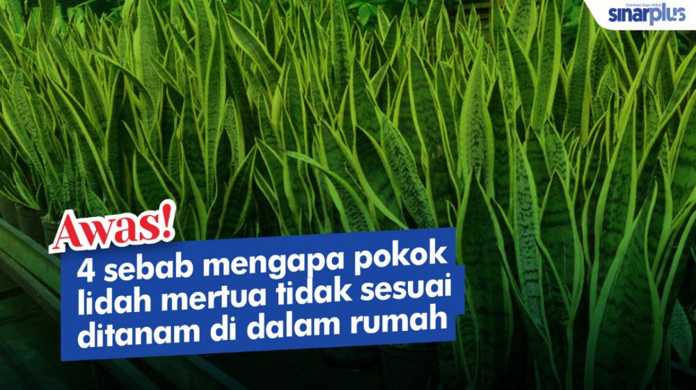 4 sebab mengapa pokok lidah mertua tidak sesuai ditanam di dalam rumah