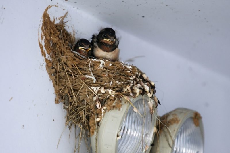 the-dangers-of-bird-nests-and-why-you-want-to-keep-them-off-your-building