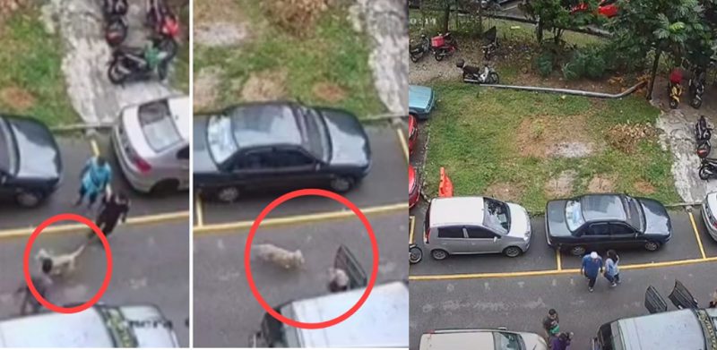 [VIDEO]Anjing masuk kereta, 'mangsa' menggelupur nak kuar bikin dekah warga maya