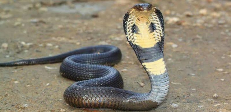 ular tedung