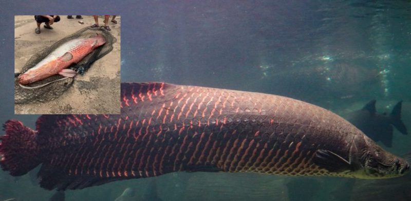 Arapaima, ikan air tawar terbesar di dunia ganggu ekosistem ikan tempatan, berikut 23 spesies ikan ‘alien’ lain