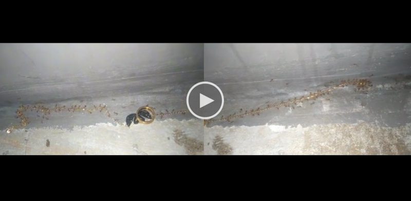 [VIDEO]Semut kantoi bawa lari rantai emas jadi perhatian ramai terhibur