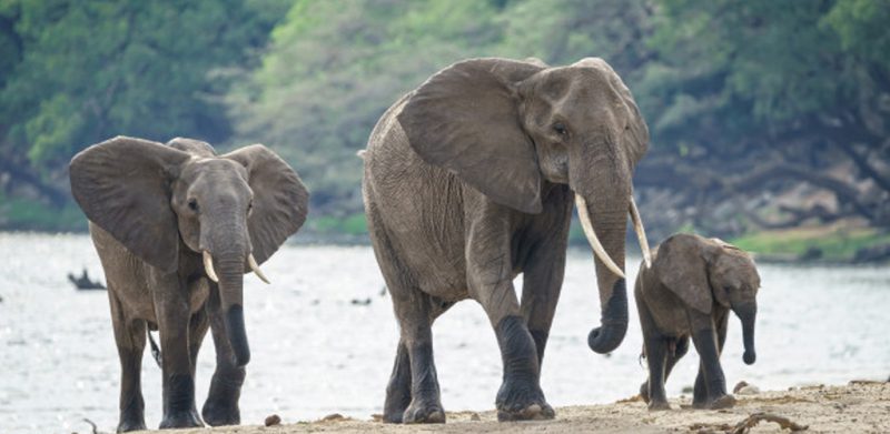 [VIDEO]Gajah gelongsor comel turun dari timbunan tanah raih jutaan tontonan
