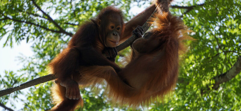 Orang utan (1)