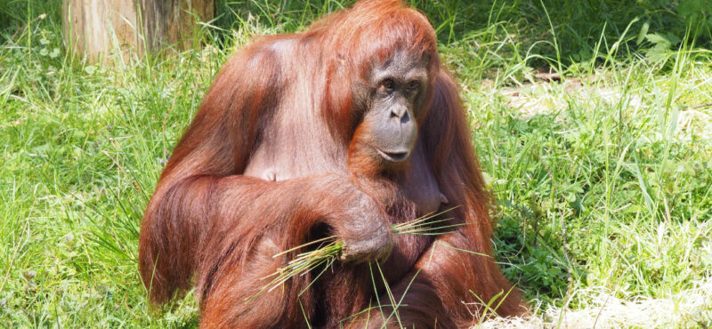 Orang utan