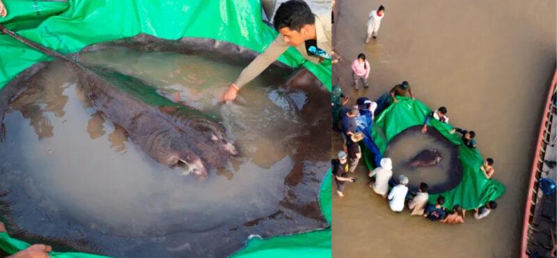 Wow, ikan pari gergasi sebesar kereta ditemukan di Sungai Mekong!