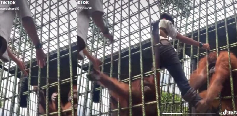 Orang utan