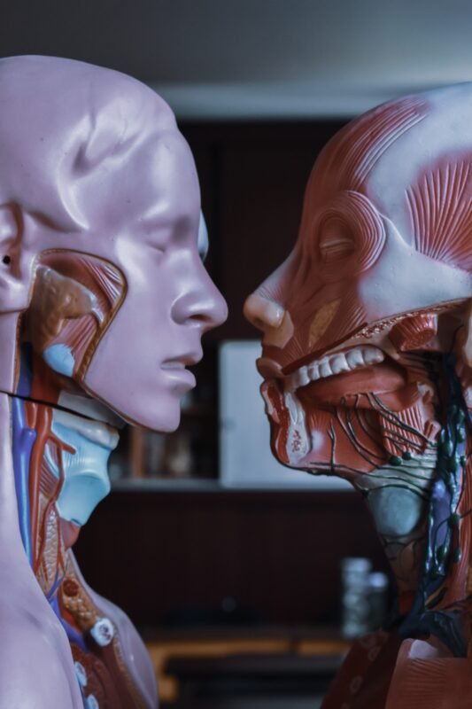 httpswww.pexels.comphotohuman-anatomical-mannequins-placed-near-each-other-5114952