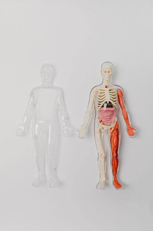 httpswww.pexels.comphotohuman-skeleton-and-internal-organs-7723400