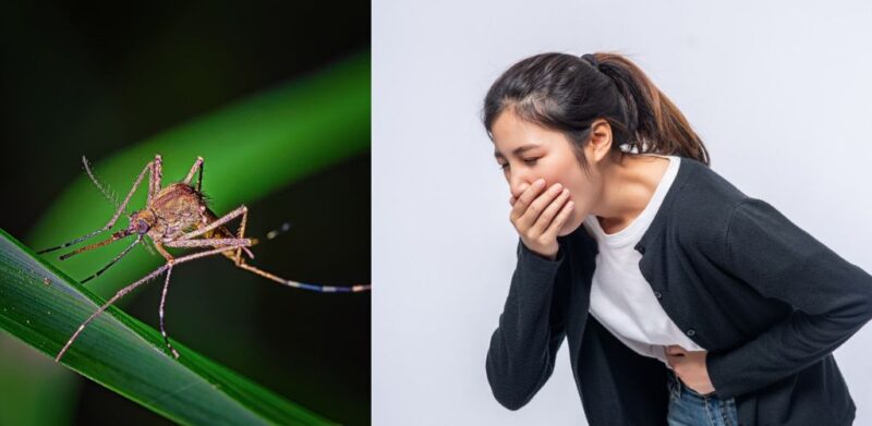 feature malaria monyet
