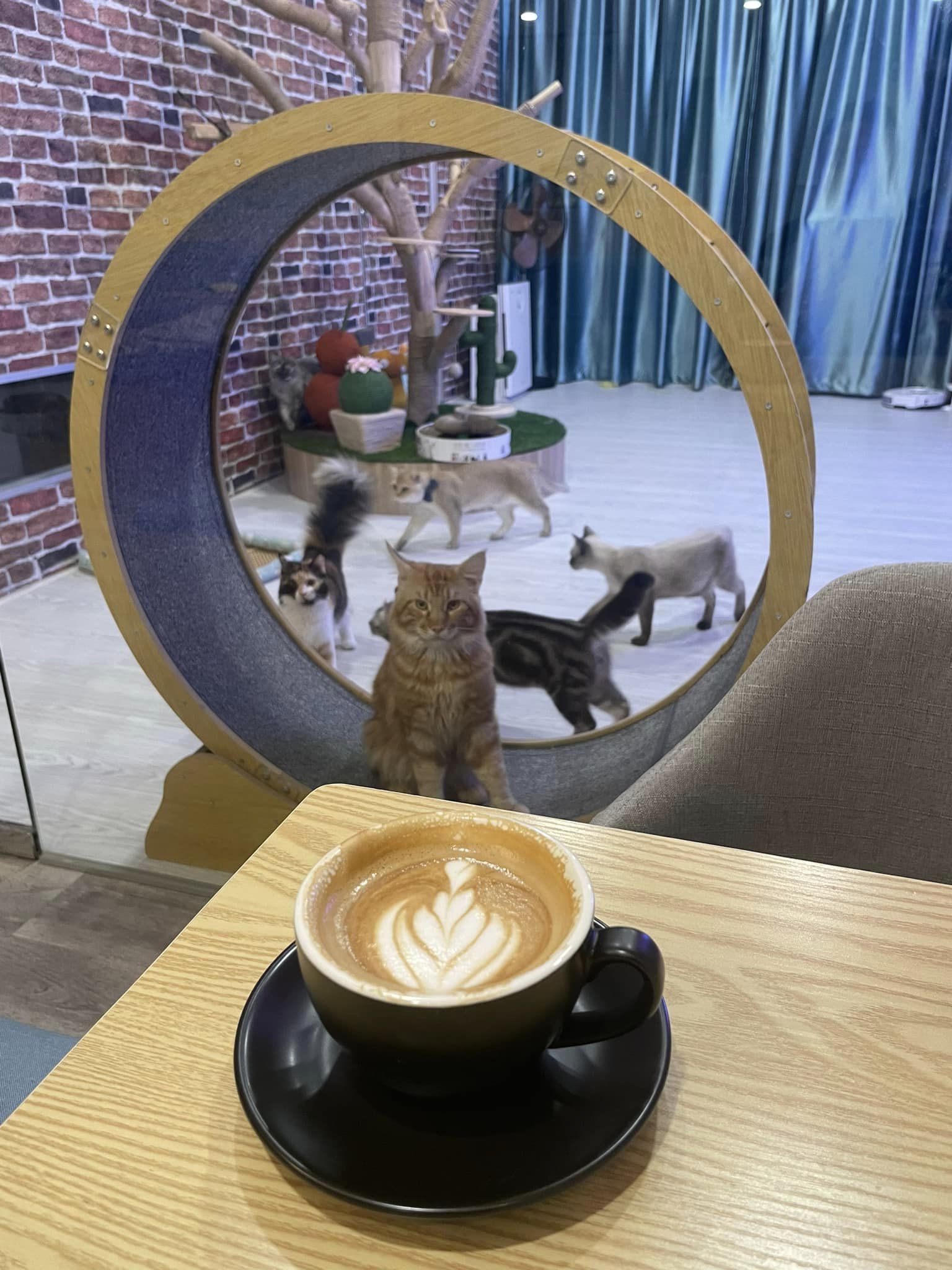 Cat Walk Studio Cafe
