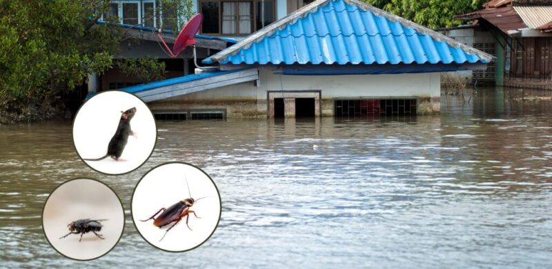Tikus, lipas dan lalat punca penyakit berjangkit ketika musim banjir. Ambil langkah berikut untuk pencegahan