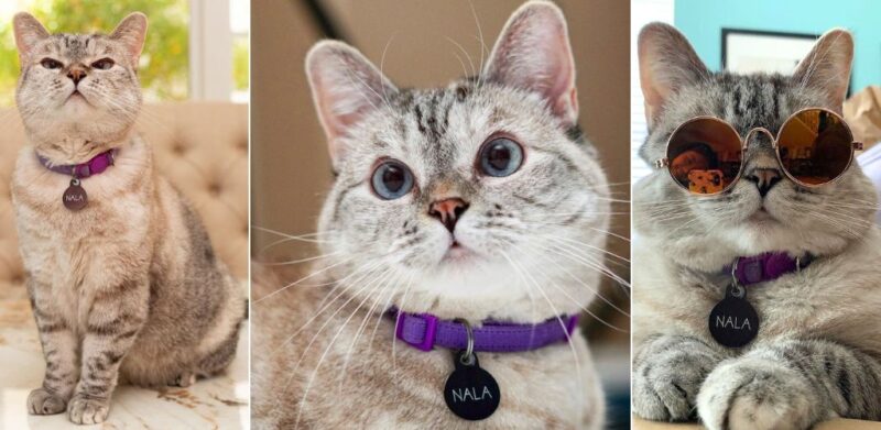 Tuah Nala kucing terkaya dunia, bernilai RM431.4 juta selepas 'merempat (1)