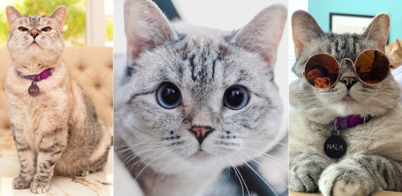 Tuah Nala kucing terkaya dunia, bernilai RM431.4 juta selepas 'merempat (2)
